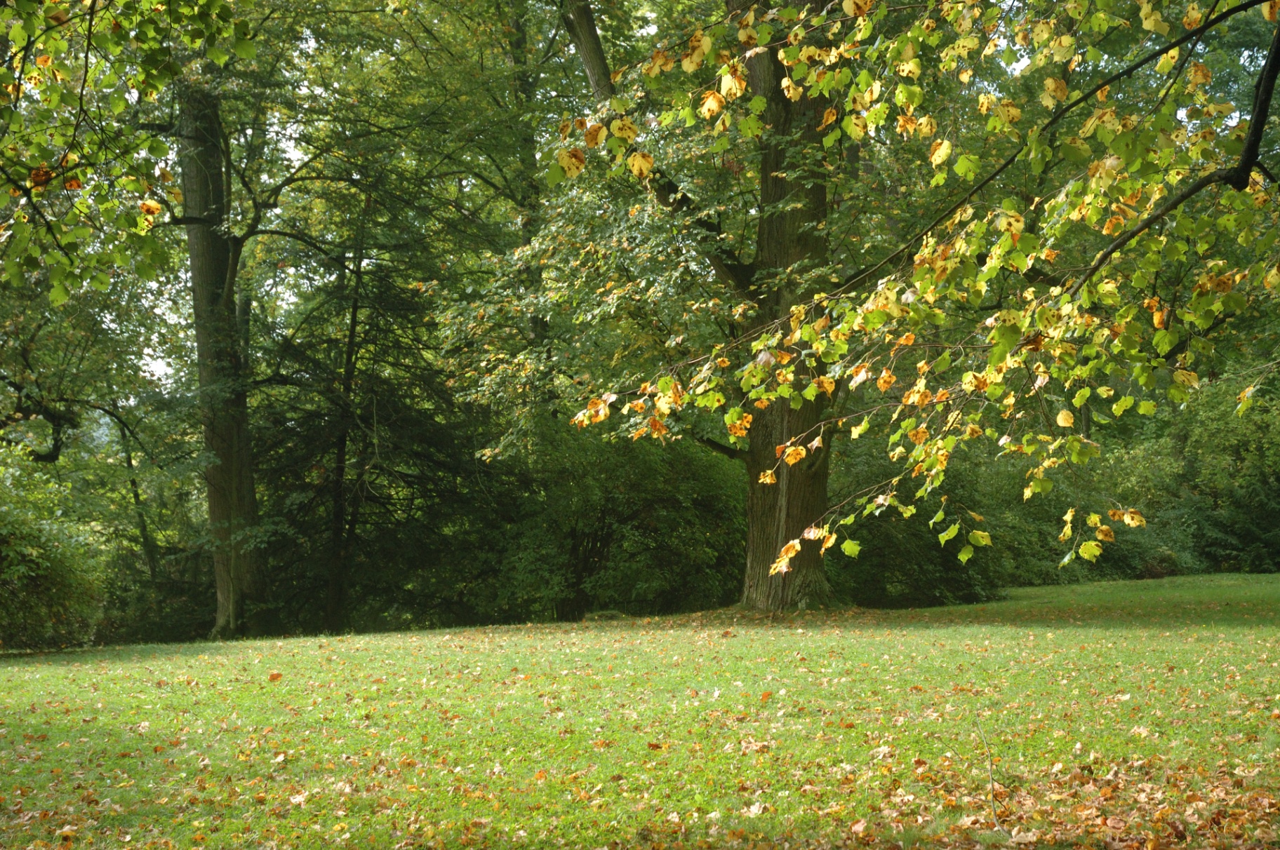 Park landscape