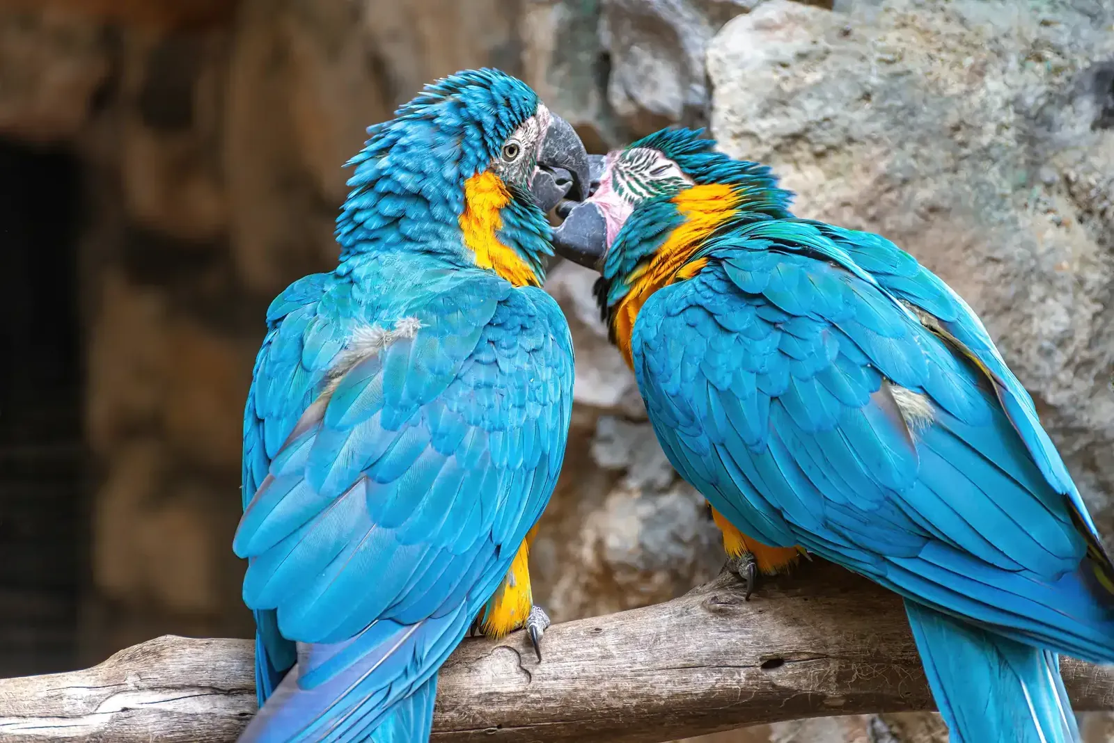 Two parrots kissing on a branch
